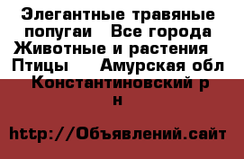 Элегантные травяные попугаи - Все города Животные и растения » Птицы   . Амурская обл.,Константиновский р-н